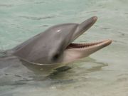 tiki boat tours naples - image