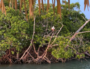 tiki boat tours naples - image