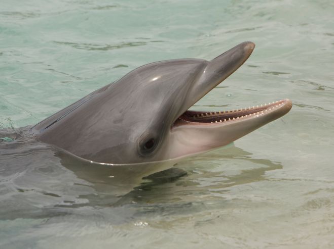 dolphin - image